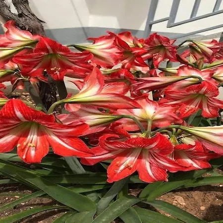 Apartman Tanja - Two Bedroom With Terrace *