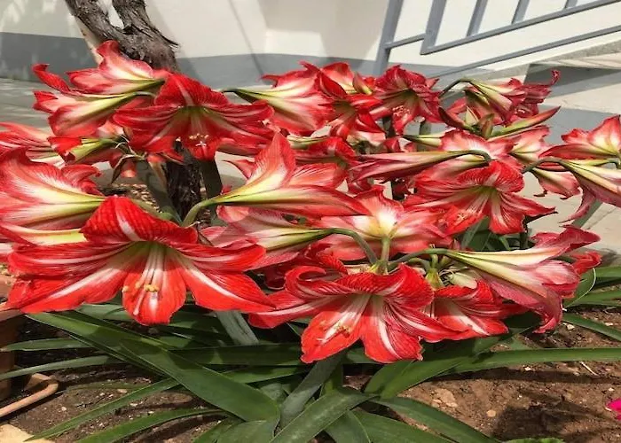 Apartman Tanja - Two Bedroom With Terrace *